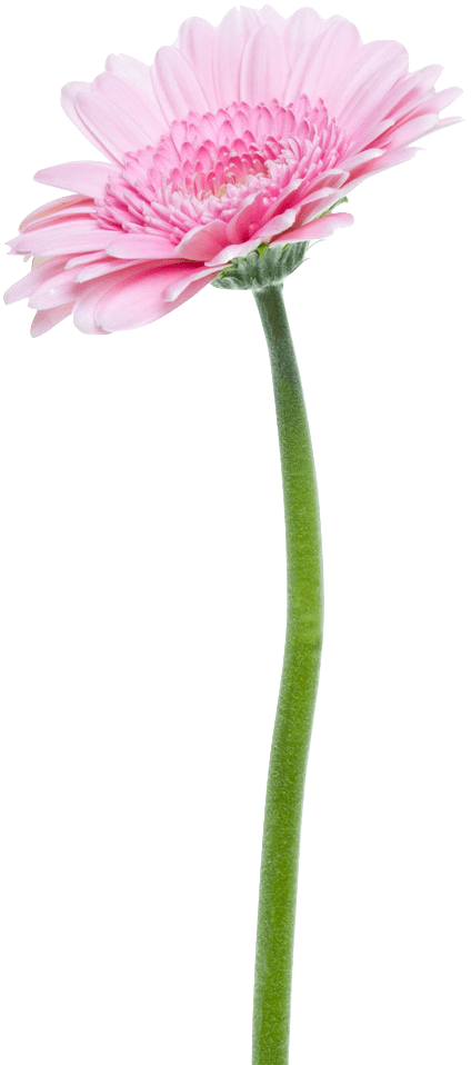 Pink Flower