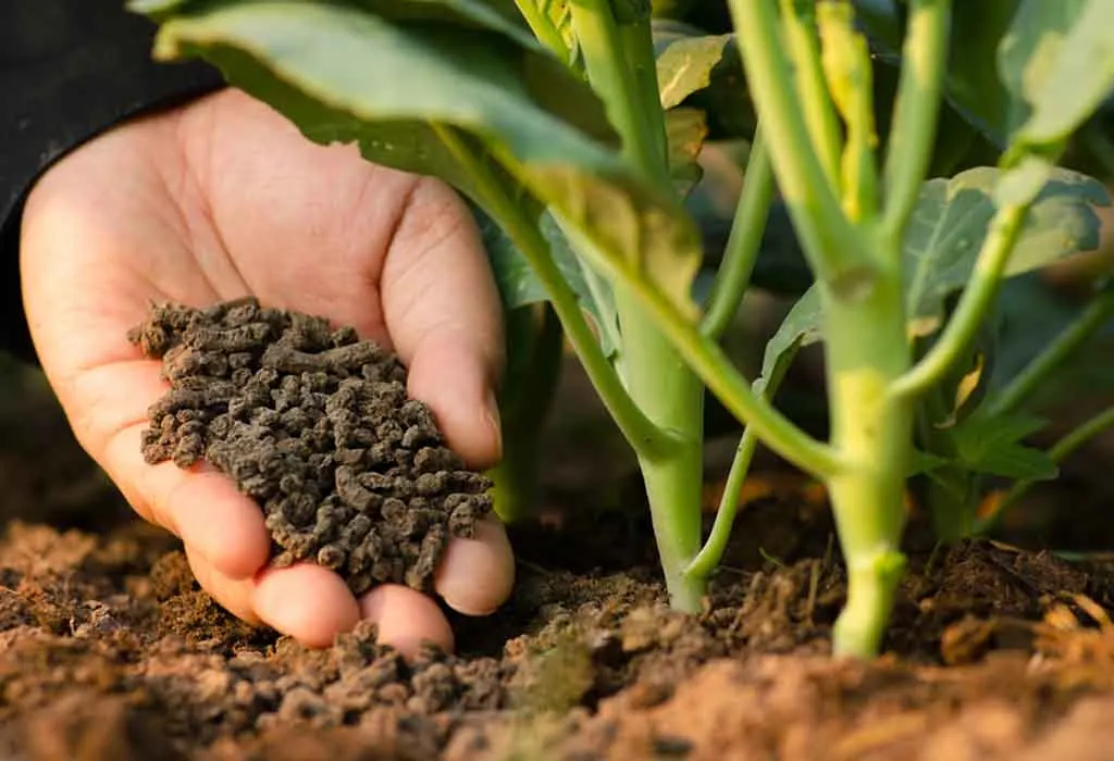 how to prepare an organic fertilizer to nourish your garden.