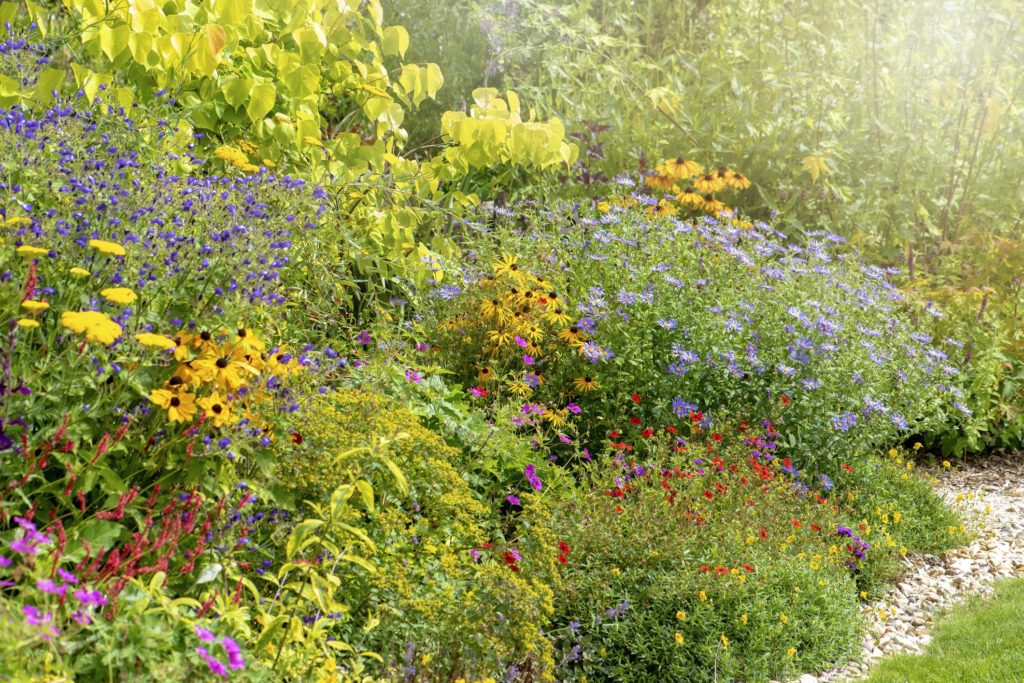 Choose the best plants for your garden